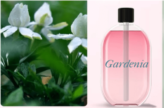 diffuseur + 1 Parfum