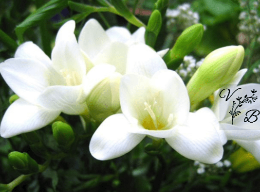 Huile essentielle de Freesia